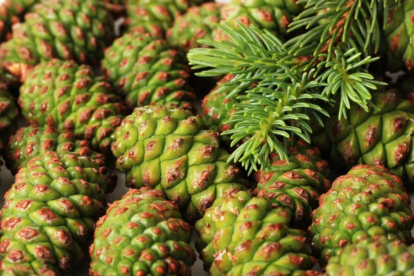 Green cones and fir tree, close up — Stock Photo, Image
