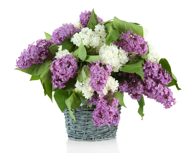 Beautiful lilac flowers in wicker vase, isolated on white Stock Image