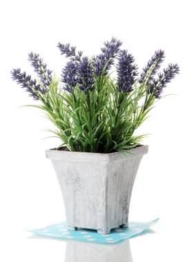 ahşap tencerede beyaz izole güzel lavanta