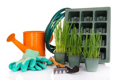 tohum kutusu üzerinde beyaz izole fide ile