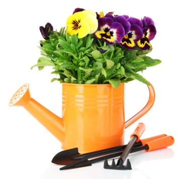 güzel Hercai Menekşe çiçek beyaz izole