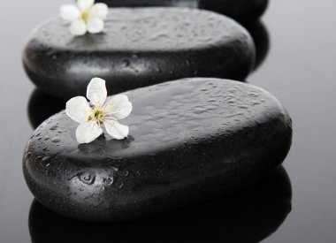 Spa taşlar ve koyu arka plan üzerinde beyaz çiçekler