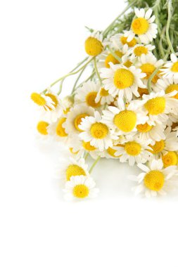 birçok papatya beyaz izole