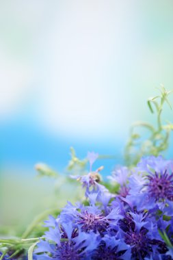 mooi boeket van korenbloemen op blauwe achtergrond