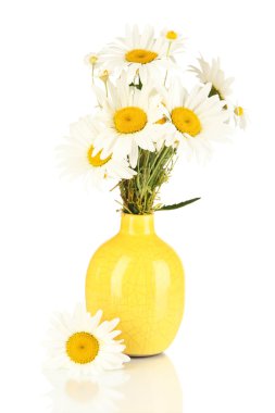 cam aranjman beyaz izole güzel buket chamomiles