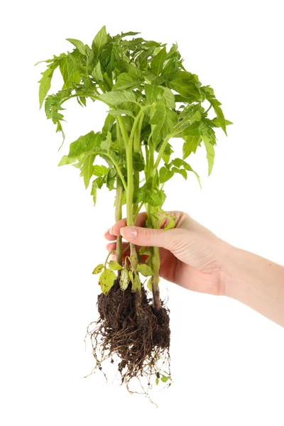 Jeune plante à la main isolée sur blanc — Photo