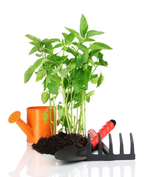 Pepper seedlings with garden tools isolated on white — Stock Photo, Image