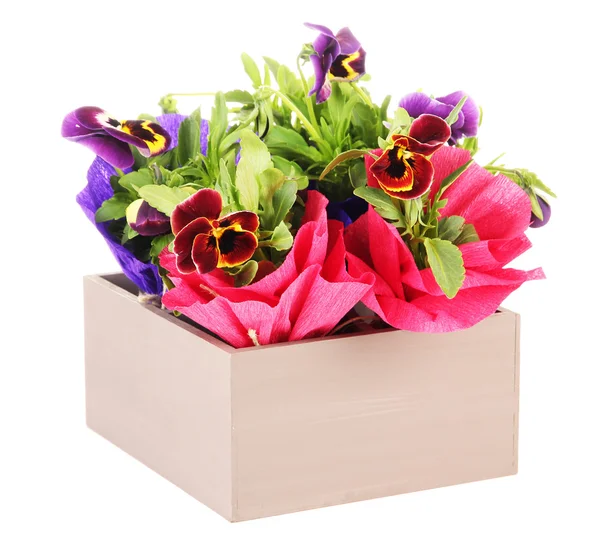 Belas flores de pérsia em caixa de madeira isolada em branco — Fotografia de Stock