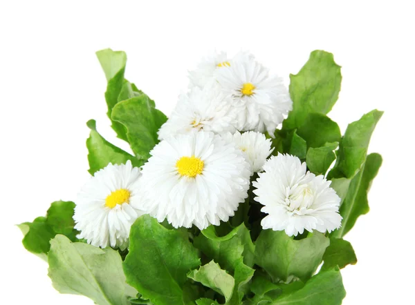 Papatya çiçekleri beyaz izole — Stok fotoğraf