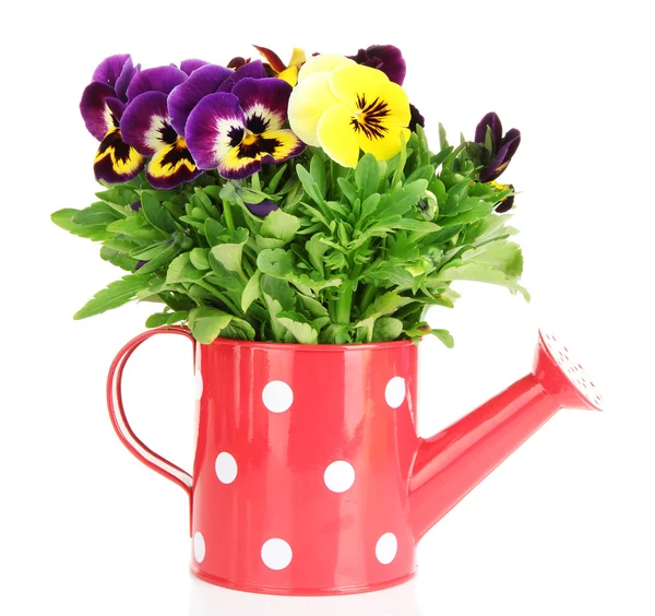 Beautiful pansies flowers isolated on a white — Stock Photo, Image