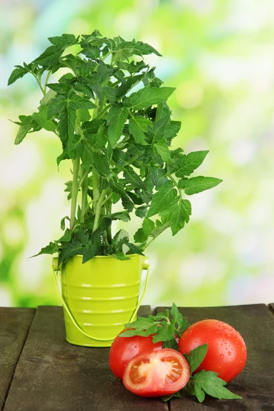 Fresh tomatoes and young plant in bucket on wooden table on natural background — Stock Photo, Image