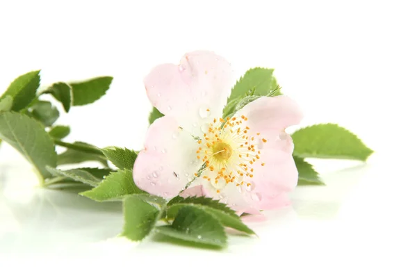 Fiore di rosa canina, isolato su bianco — Foto Stock