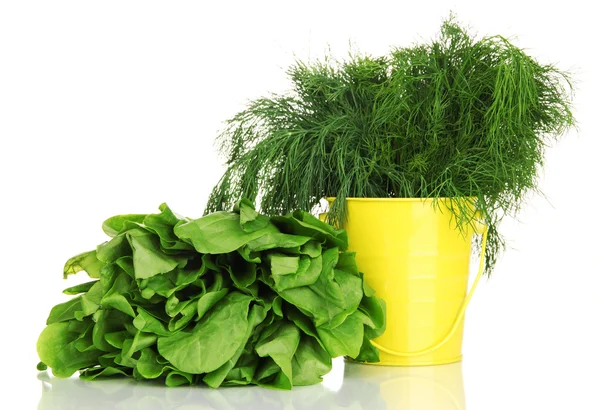 Useful herbs in pail isolated on white — Stock Photo, Image