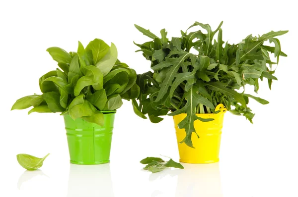 Fresh herb in colorful pails isolated on white — Stock Photo, Image