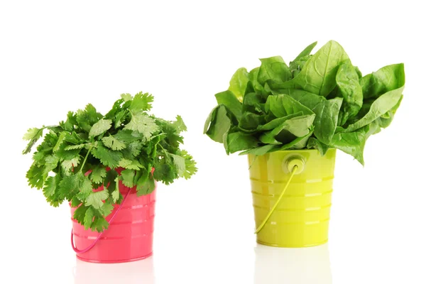 Fresh herb in colorful pails isolated on white — Stock Photo, Image