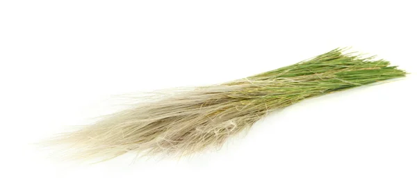 Grama de Pena ou Grama de Agulha, Nassella tenuissima isolado em branco — Fotografia de Stock