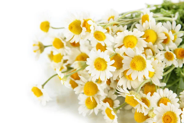 Many chamomile isolated on white — Stock Photo, Image