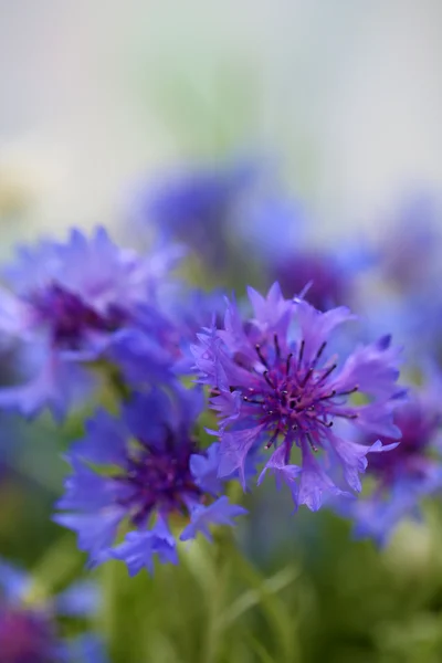 Vackra blåklinten, utomhus — Stockfoto
