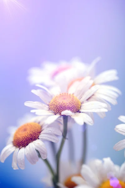 Beautiful wild camomiles, outdoors — Stock Photo, Image