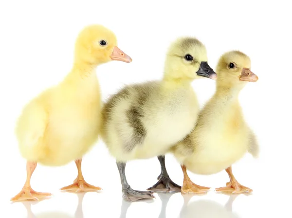 Pequenos patinhos isolados em branco — Fotografia de Stock