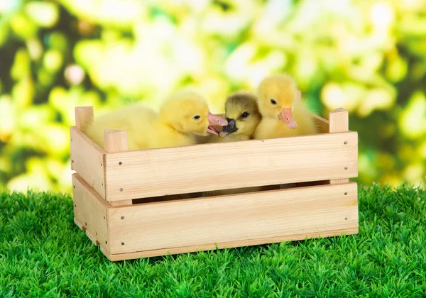 Pequeños patitos en caja de madera sobre hierba sobre fondo brillante — Foto de Stock