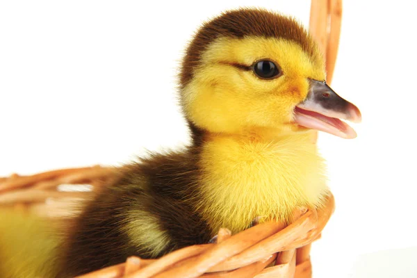 Niedliches Entlein im Korb, isoliert auf weiß — Stockfoto