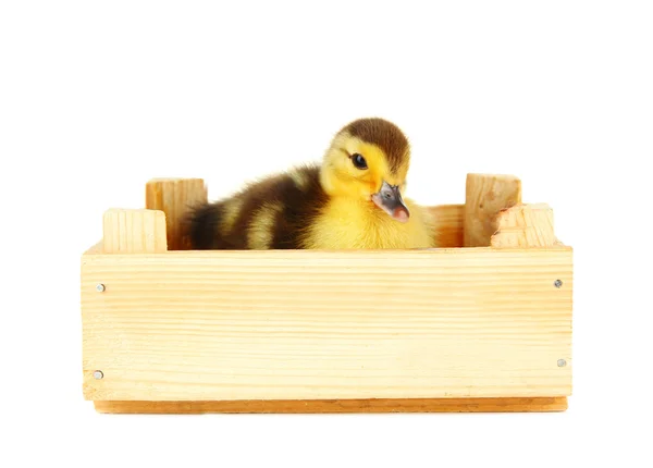 Ładny kaczątko w drewnianym pudełku, na białym tle — Zdjęcie stockowe