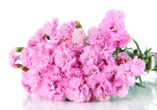 Molti piccoli chiodi di garofano rosa isolati su bianco — Foto Stock