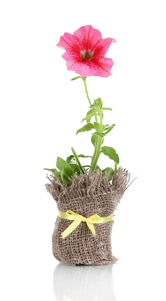 Pink petunia in pot isolated on white — Stok fotoğraf