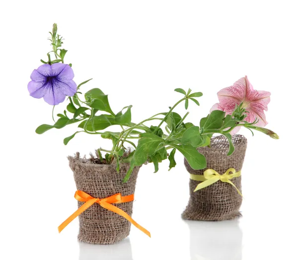 Petunias in pots isolated on white — Stock Photo, Image