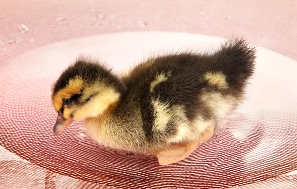 Drijvende schattig eendje close-up — Stockfoto