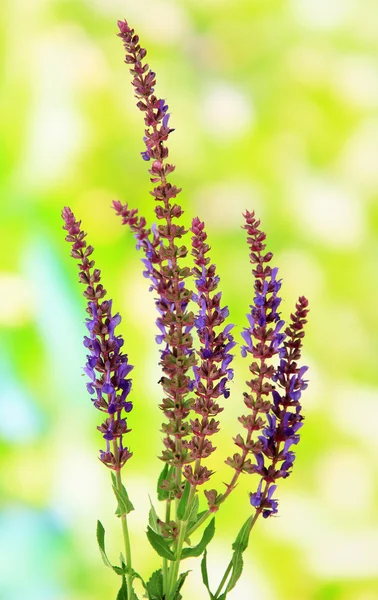 Salvia bloemen op natuurlijke achtergrond — Stockfoto