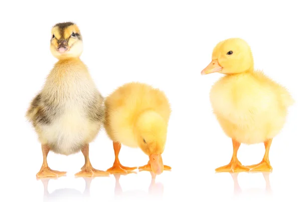 Mignons canetons isolés sur blanc — Photo