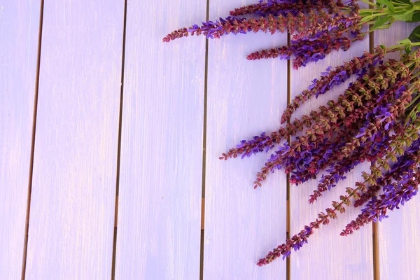 Szałwia kwiaty na fioletowym tle drewniane — Zdjęcie stockowe