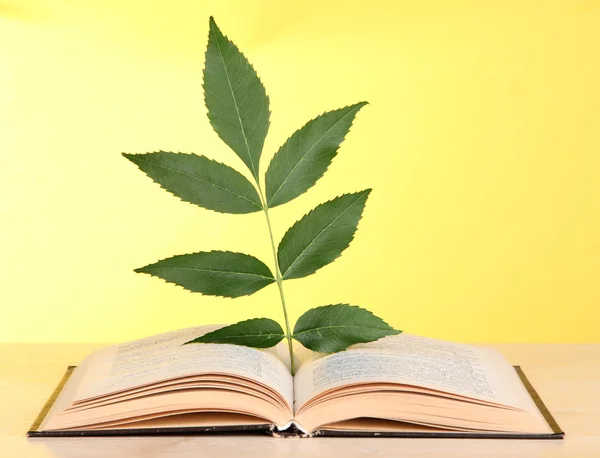 Book with plant on table on yellow background — Stock Photo, Image