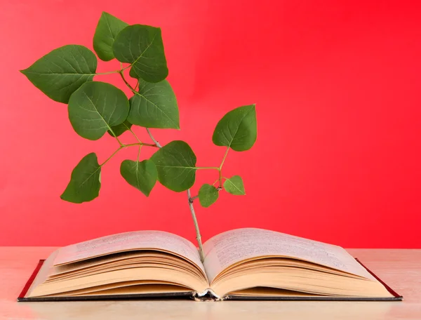 Boek met plant op tafel op rode achtergrond — Stockfoto