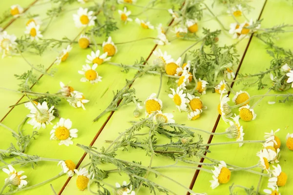 Kamille bloemen op houten achtergrond — Stockfoto