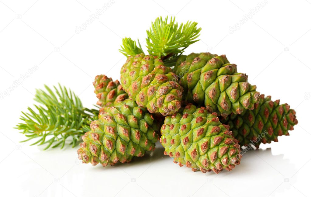 Green cones and fir tree isolated on white