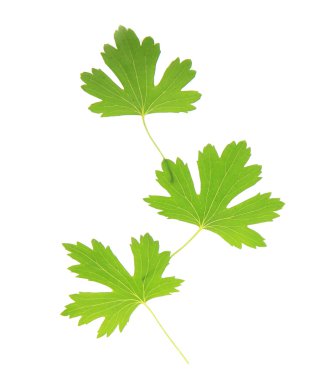 yeşil yapraklar beyaz üzerinde izole