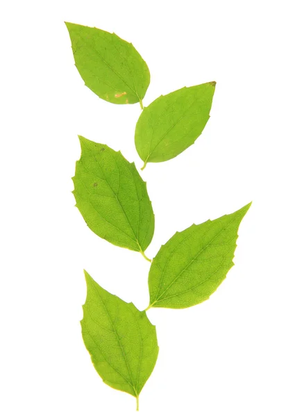 Πράσινα φύλλα που απομονώνονται σε λευκό — Φωτογραφία Αρχείου