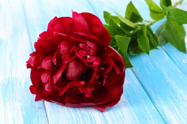 üzerinde tablo yakın çekim güzel peonies