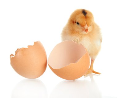 yumurta kabuğu üzerinde beyaz izole küçük tavuk