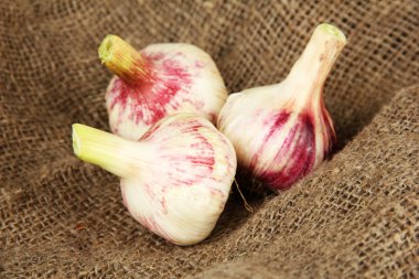 Fresh garlic, on sackcloth background