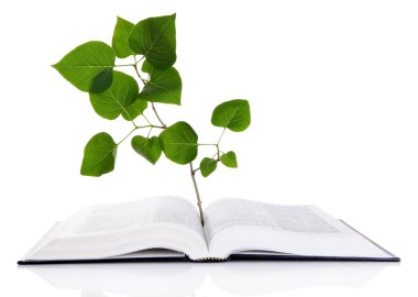 bitki üzerinde beyaz izole kitap
