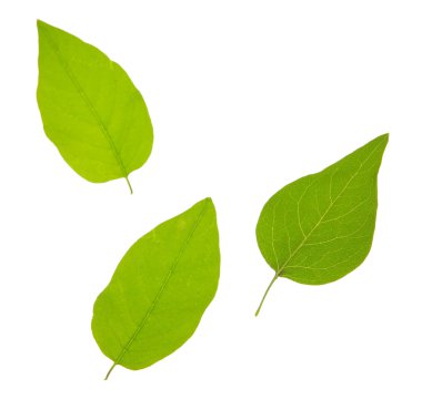 yeşil yapraklar beyaz üzerinde izole