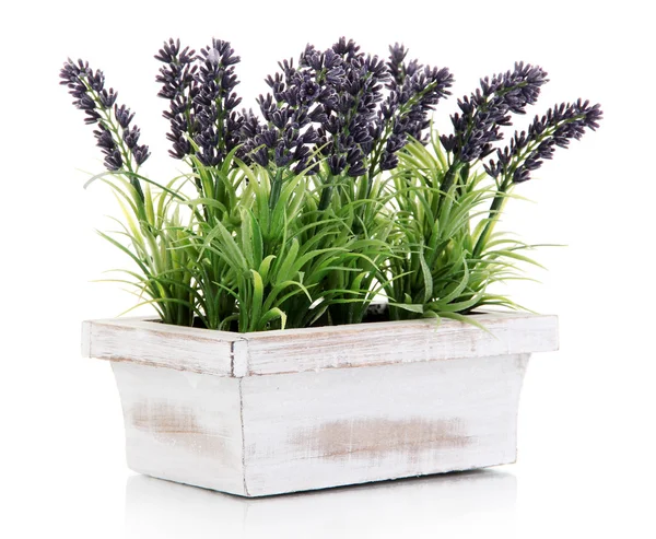 Beautiful lavender in wooden pot isolated on white — Stock Photo, Image