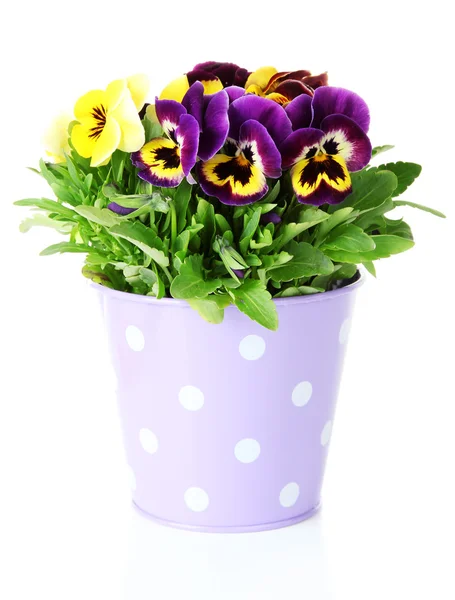 Beautiful pansies flowers isolated on a white — Stock Photo, Image