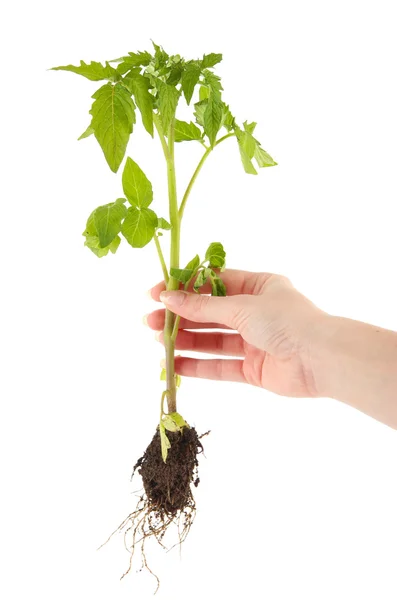 Jonge plant in de hand geïsoleerd op wit — Stockfoto