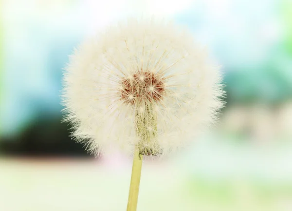 Dandelion on bright background — Stock Photo, Image