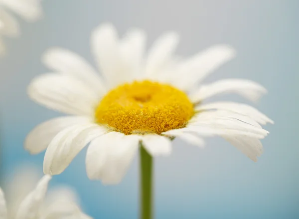 Beautiful wild camomile, outdoors — Stock Photo, Image